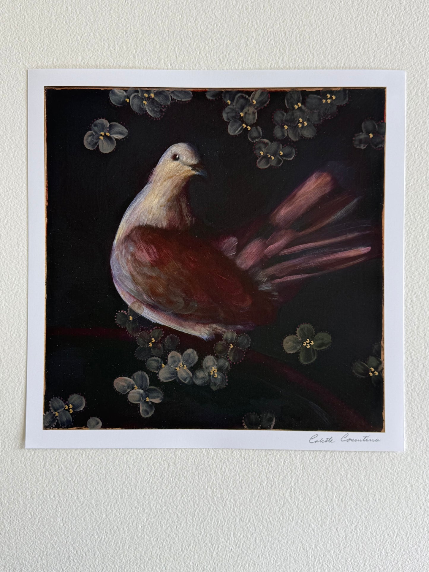 Fine Art Print of a Dove